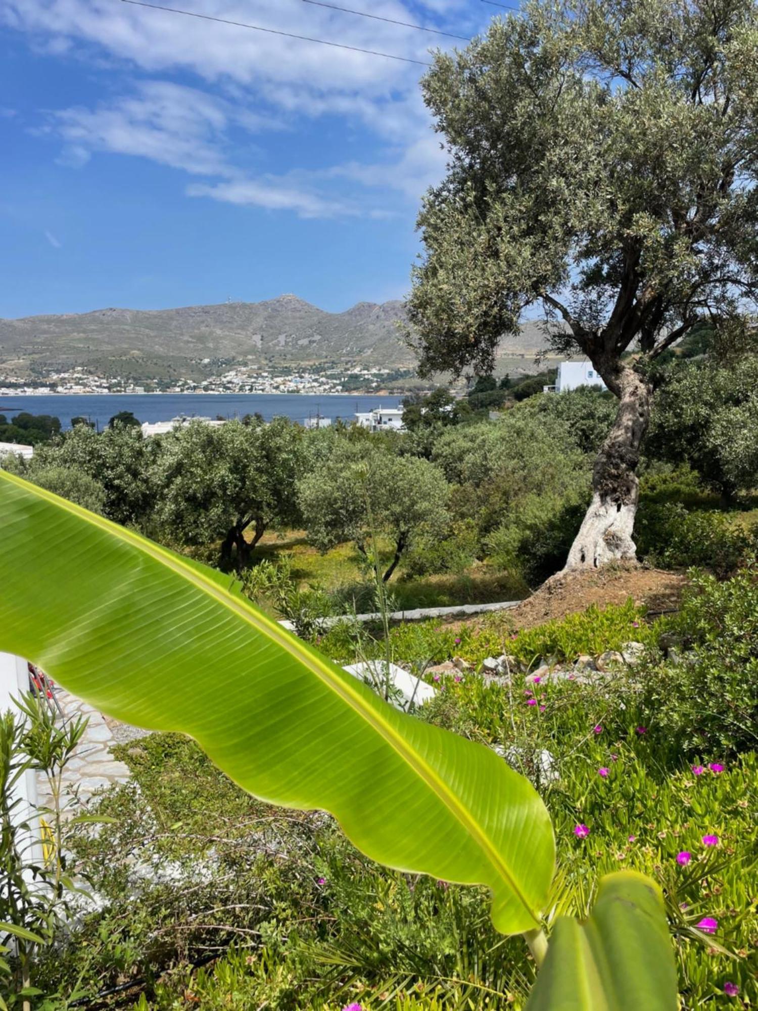 The Velanidies - Οι Βελανιδιές Agia Marina  Esterno foto